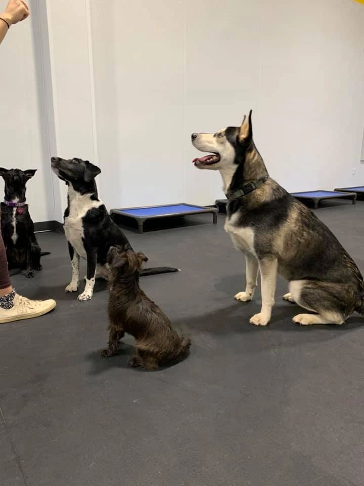 Tally Wags, pet boarding in Tallahassee, photo 5 of 5