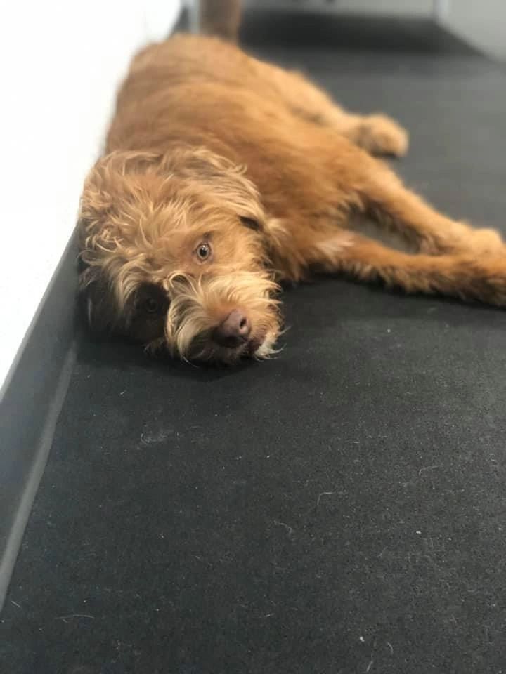 Tally Wags, pet boarding in Tallahassee, photo 4 of 5
