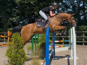 Equestrian jumping competition in action.