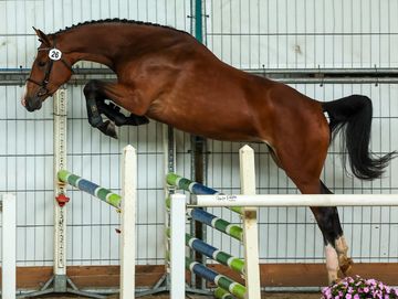 Brown horse jumping over a hurdle indoors.