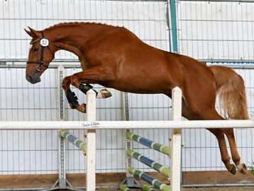 A horse jumping over a hurdle indoors.