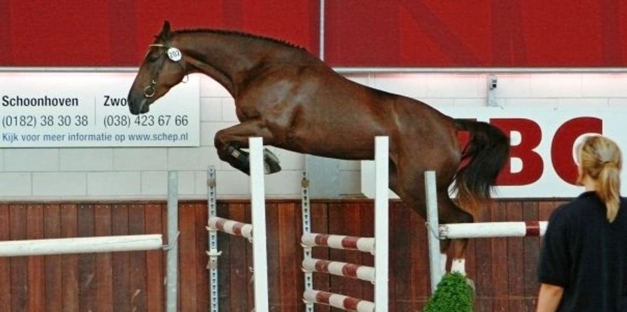 A horse mid-jump over an obstacle in an indoor arena.