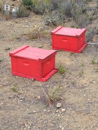 Two honeybee hives