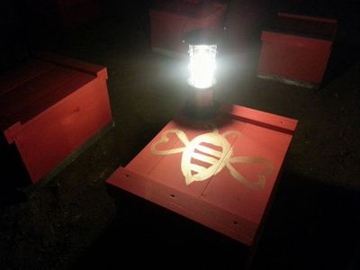 Bees being moved at night for pollination.