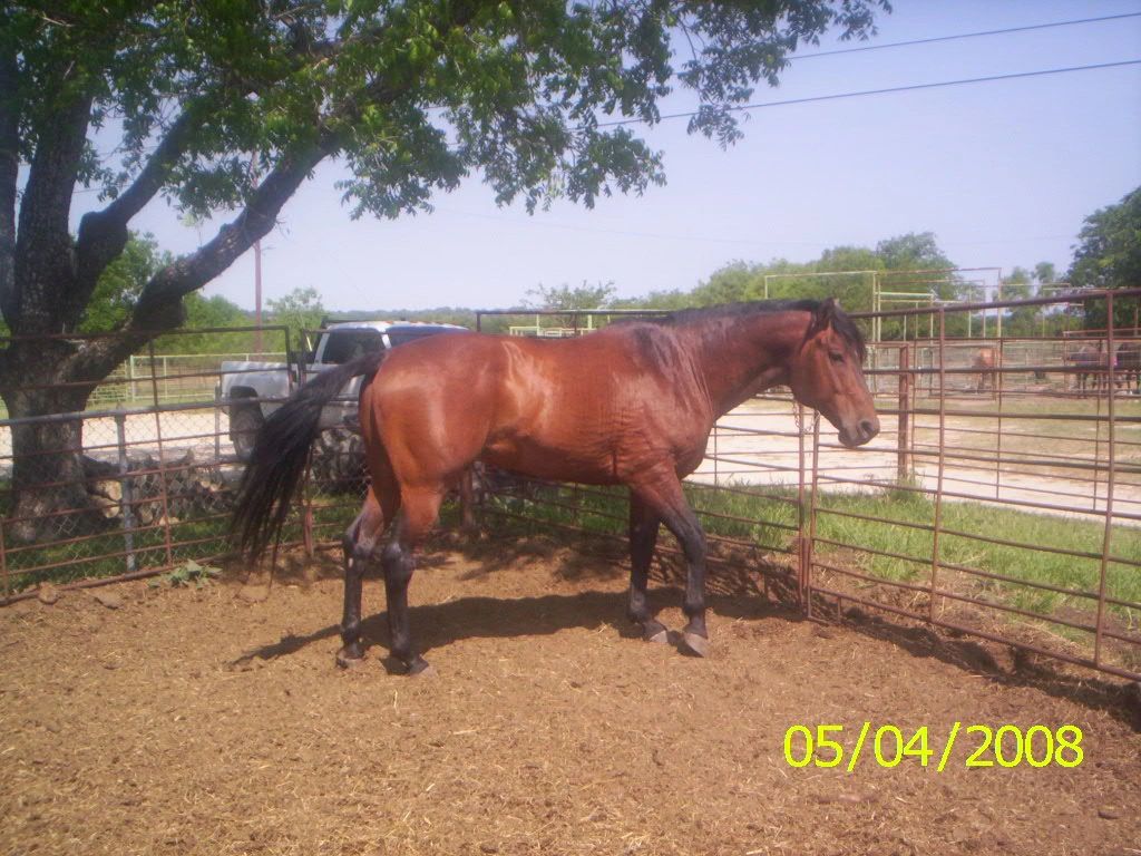 POCO ROAN HANCOCK  * 1998 RED ROAN STALLION  *  PRICED: $5000  * STUD FEE: $500 