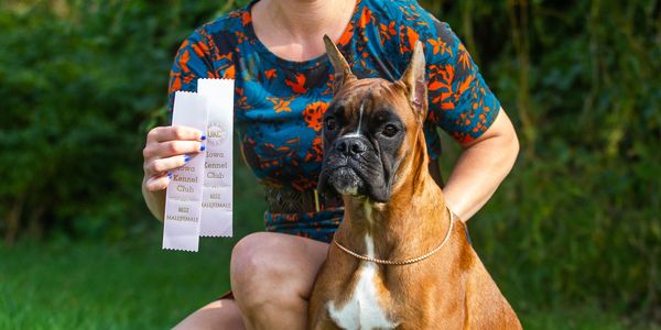 A proud boxer dog with ribbons at a dog show.