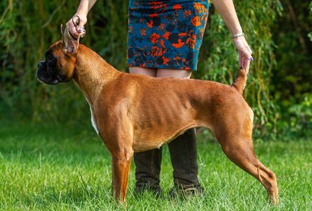 A person holding a brown Boxer dog in a show stance on grass.
