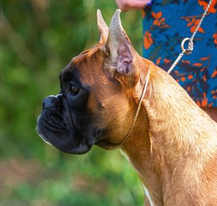 Profile of a focused brown Boxer dog on a leash outdoors.