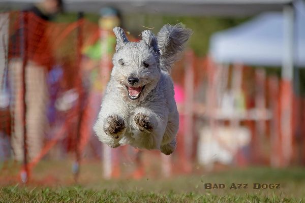 Magnolia Pumi Club