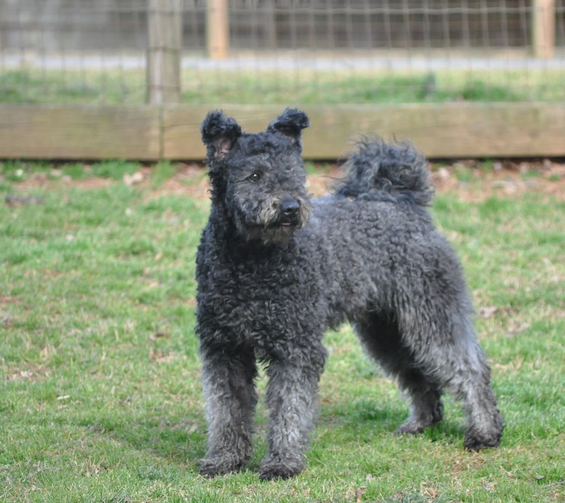 what health problems do pumi have