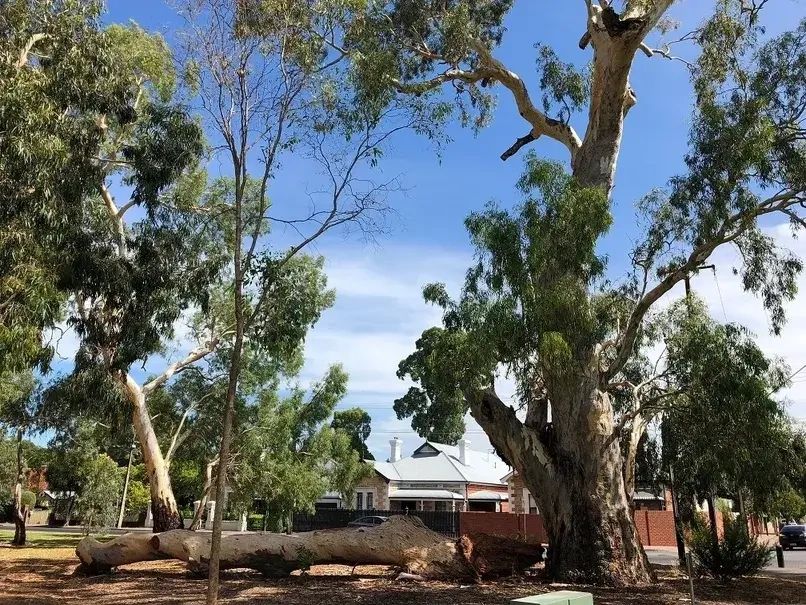 Large tree with a fallen branch in a park near houses.