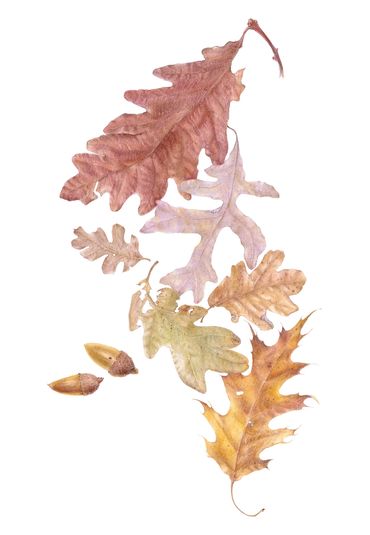 The leaves are all east coast oaks; the 2 acorns, pointing west, are from California Coast Live oaks
