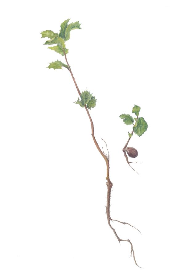 A pair of Coast Live Oak seedlings.