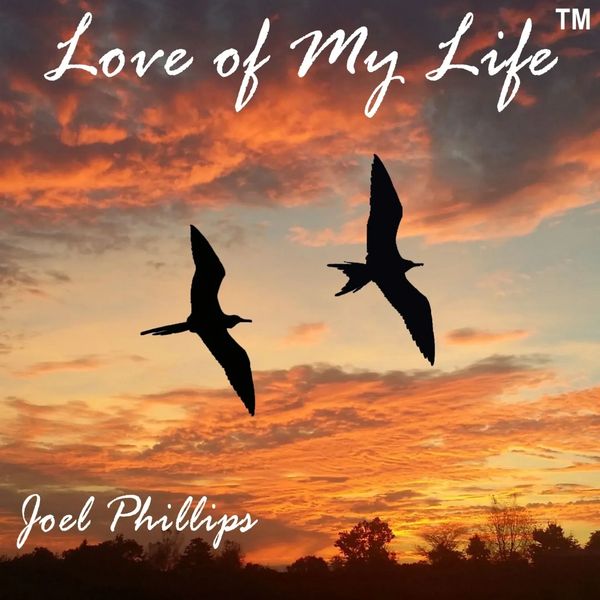 Birds soaring at sunset