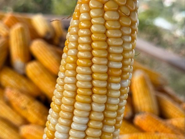 a big pile of corn on the cob