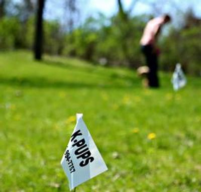 Dog Fencing flags for training