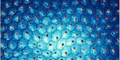 Cellular Structure