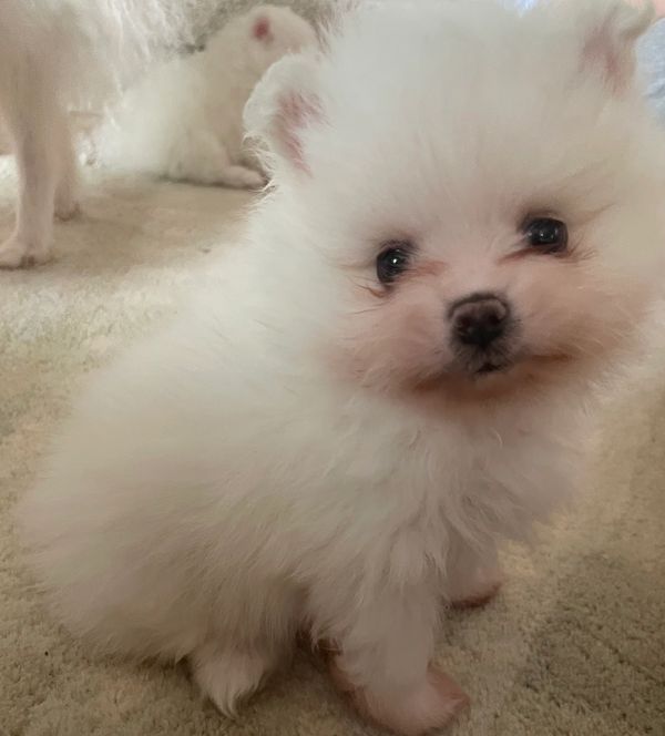 AKC Ice White Pomeranian for sale