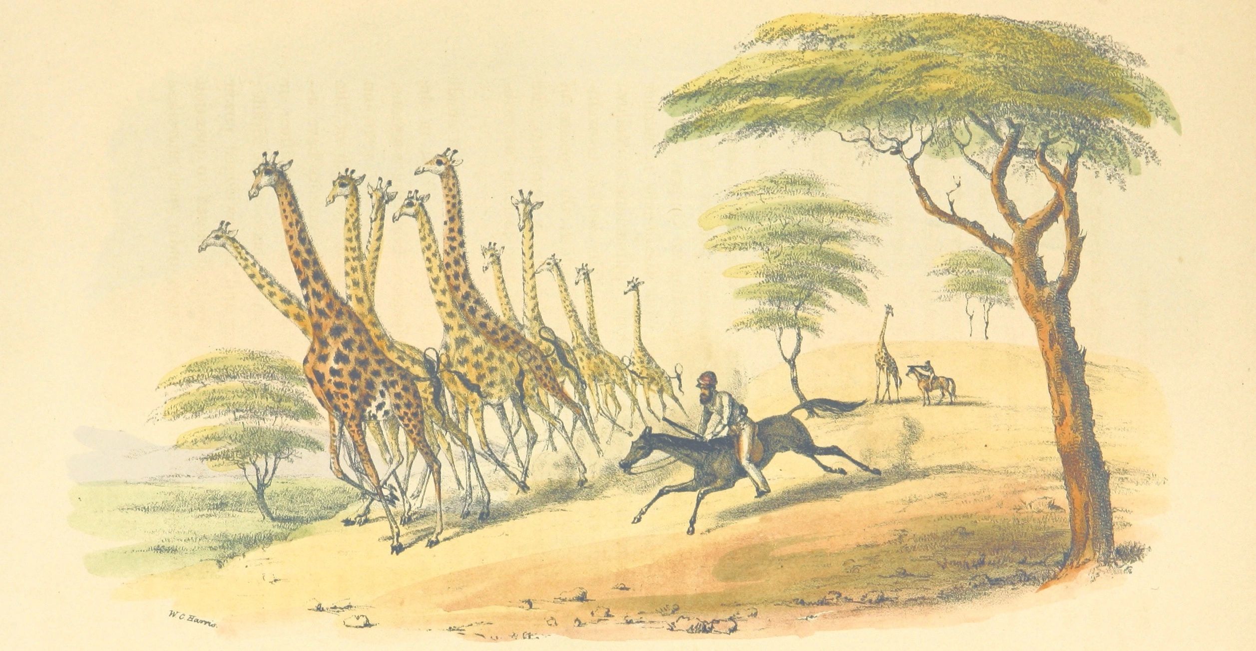 стихотворение жираф николай степанович гумилев. страсть молодого вождя. стих н гумилева жираф. я знаю веселые сказки таинственных стран. жираф в башмаках.