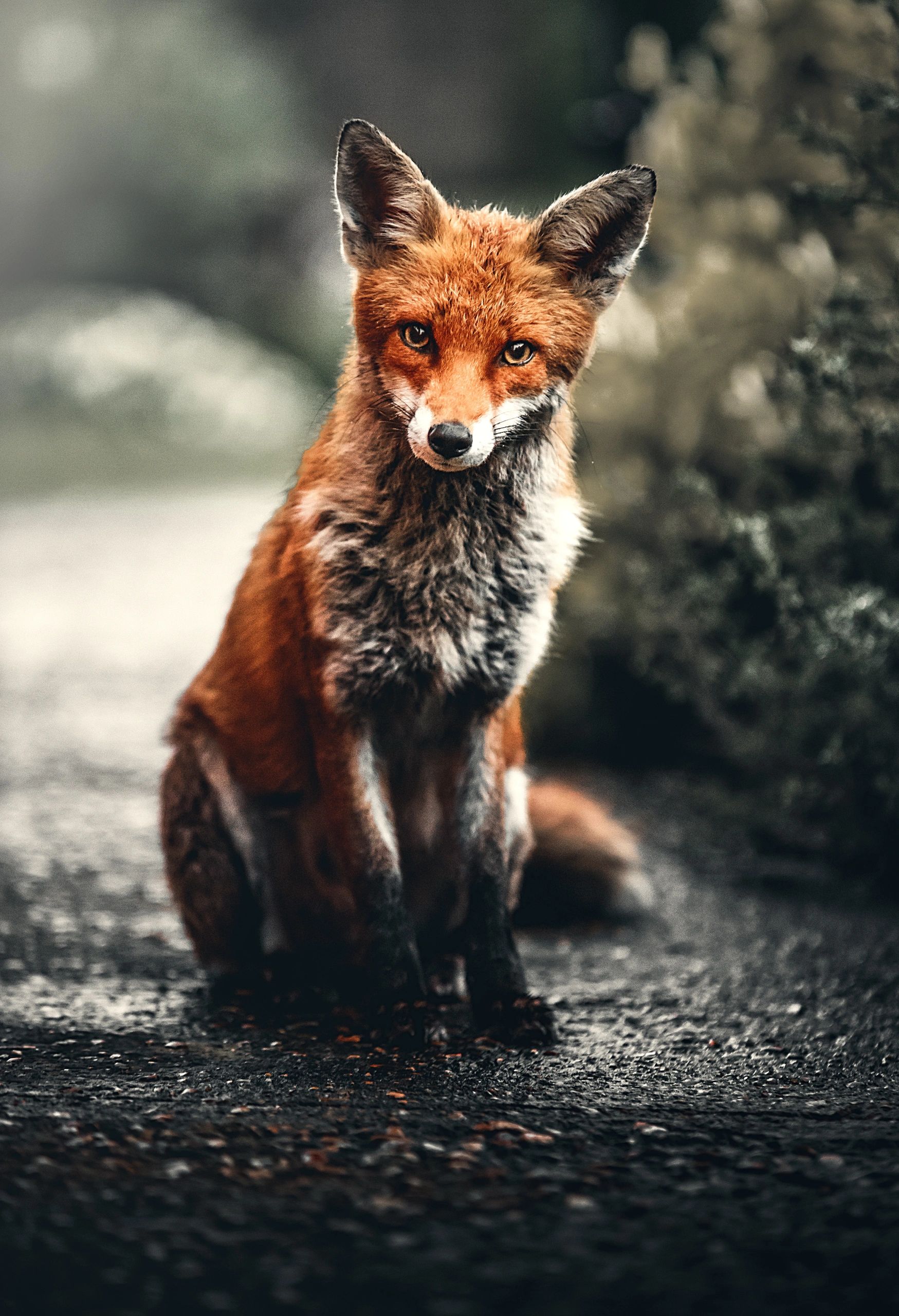 Foxes are established pest animals that pose a significant threat to Australia's biodiversity.