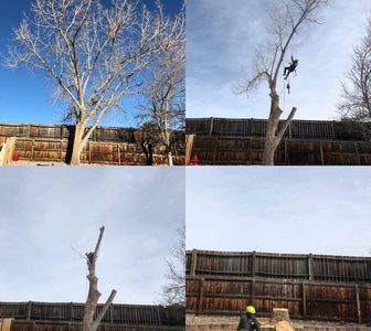 tree trimming, cottonwood, chainsaw, tree removal