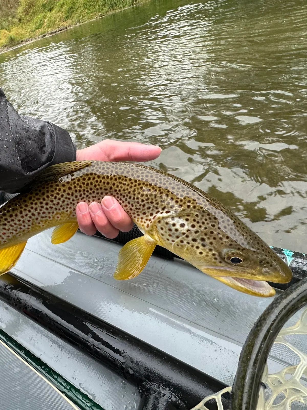 Southeast Minnesota Fly Fishing Report October 2023