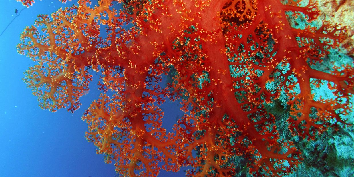 Vibrant red coral branches underwater against a blue ocean backdrop.