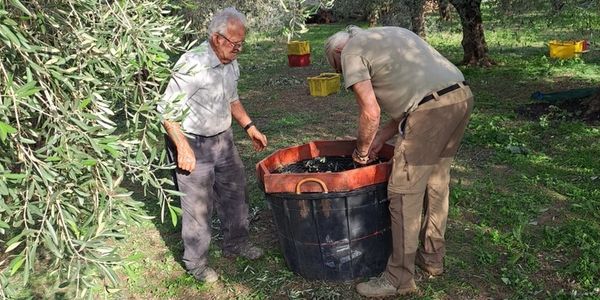 Two elderly men harvesting olives in an orchard.