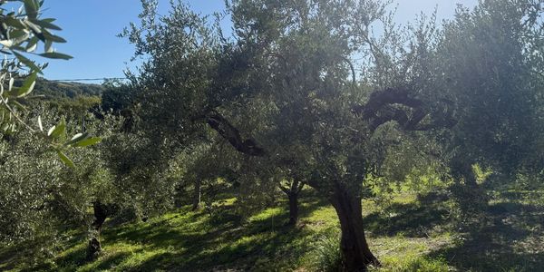 Sunlit olive trees in a peaceful grove on a clear day.