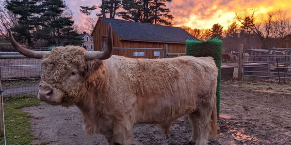 Dudley the Scottish Highland Bull at Unity Farm Sanctuary