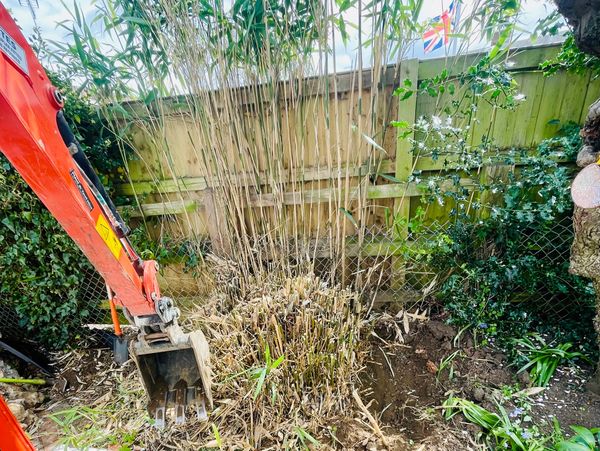 Chenviro bamboo removal Wiltshire 