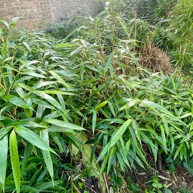 C H Enviro bamboo removal