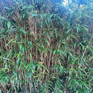 C H Enviro Ltd bamboo removal 