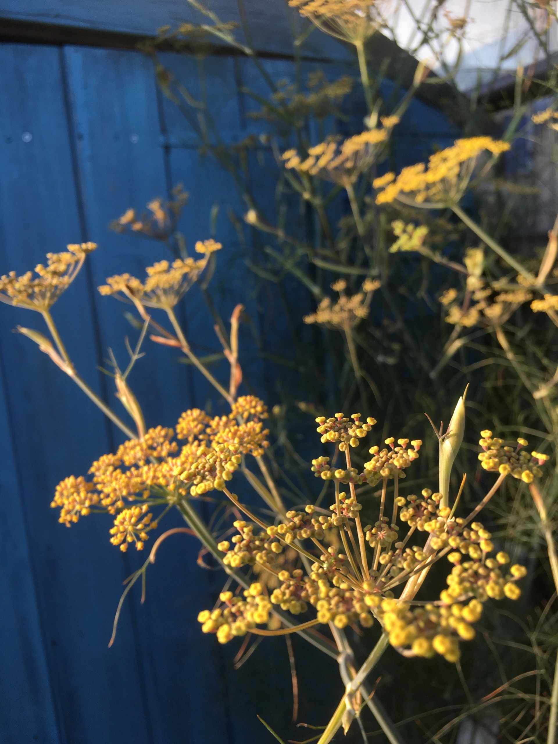 Plant of the month Bronze Fennel