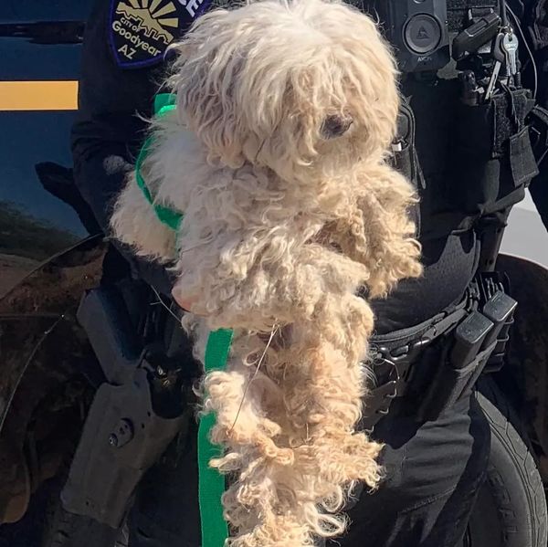 Police officer holding a small, fluffy dog with curly fur.
