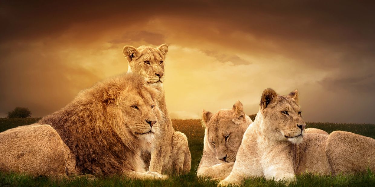A pride of lions with a sunset in the background