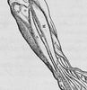 picture of a forearm to represent tennis elbow