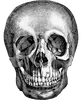 An image of a cranium to represent Cranial Osteopathy
