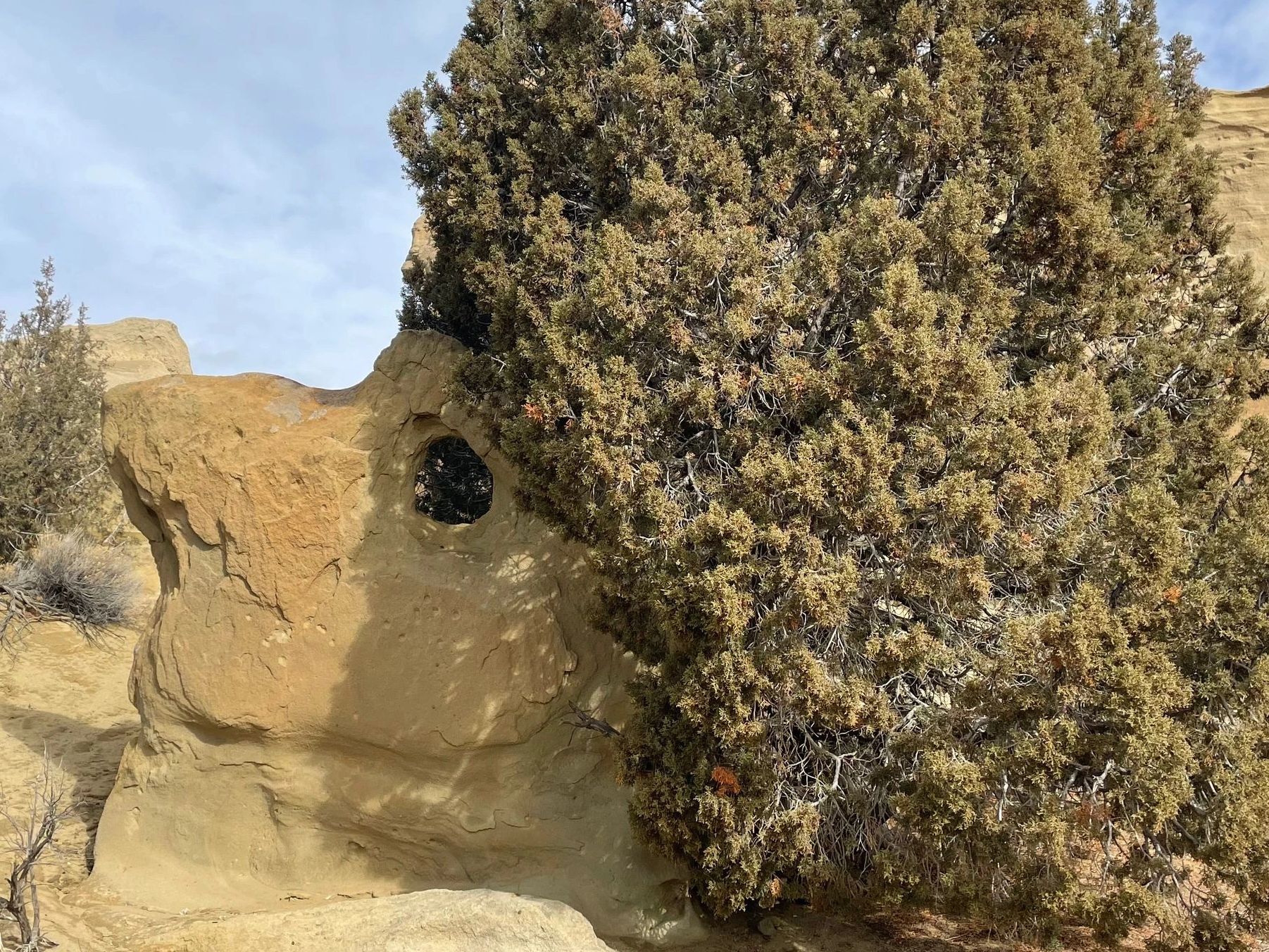 Cedar tree bush around a sandstone natural rock face.