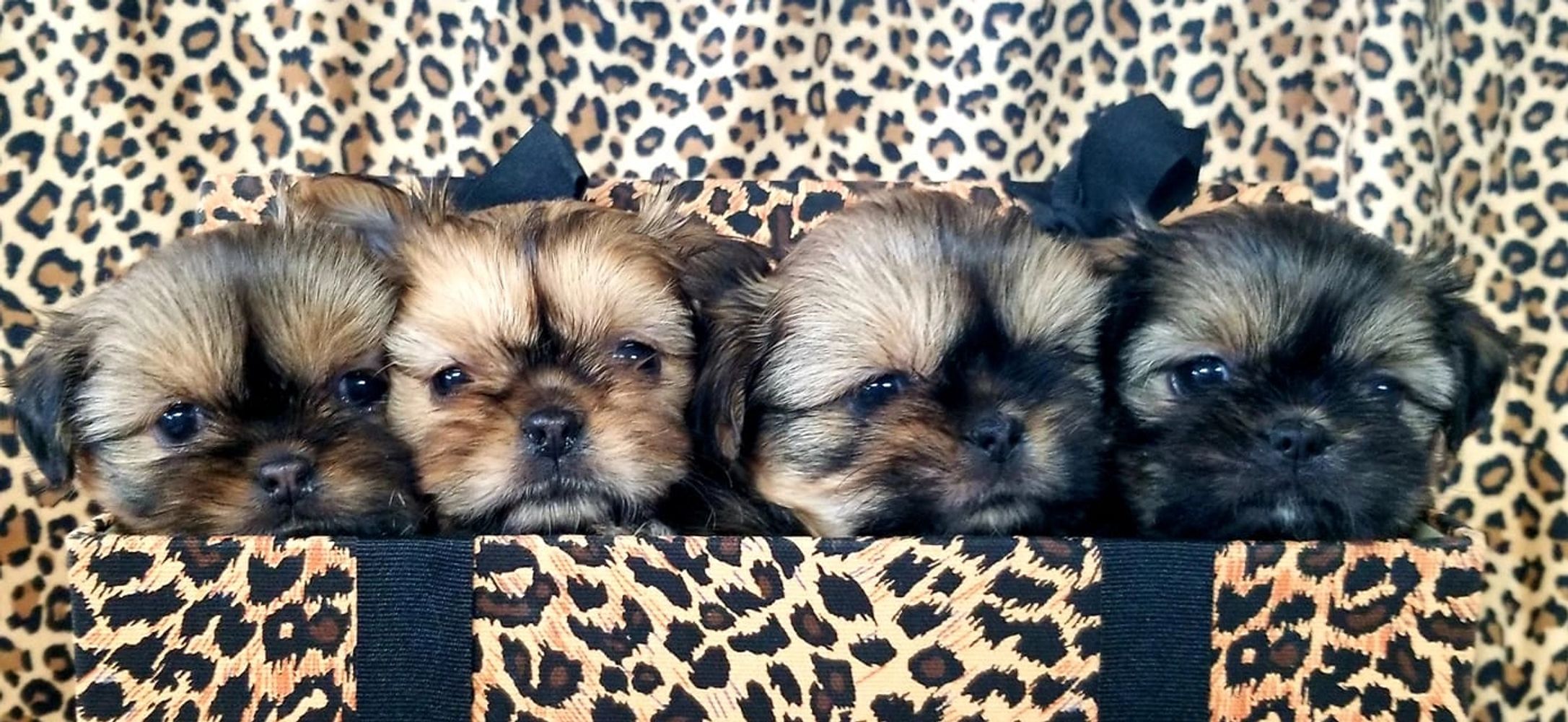 All About Shih Tzu Puppies