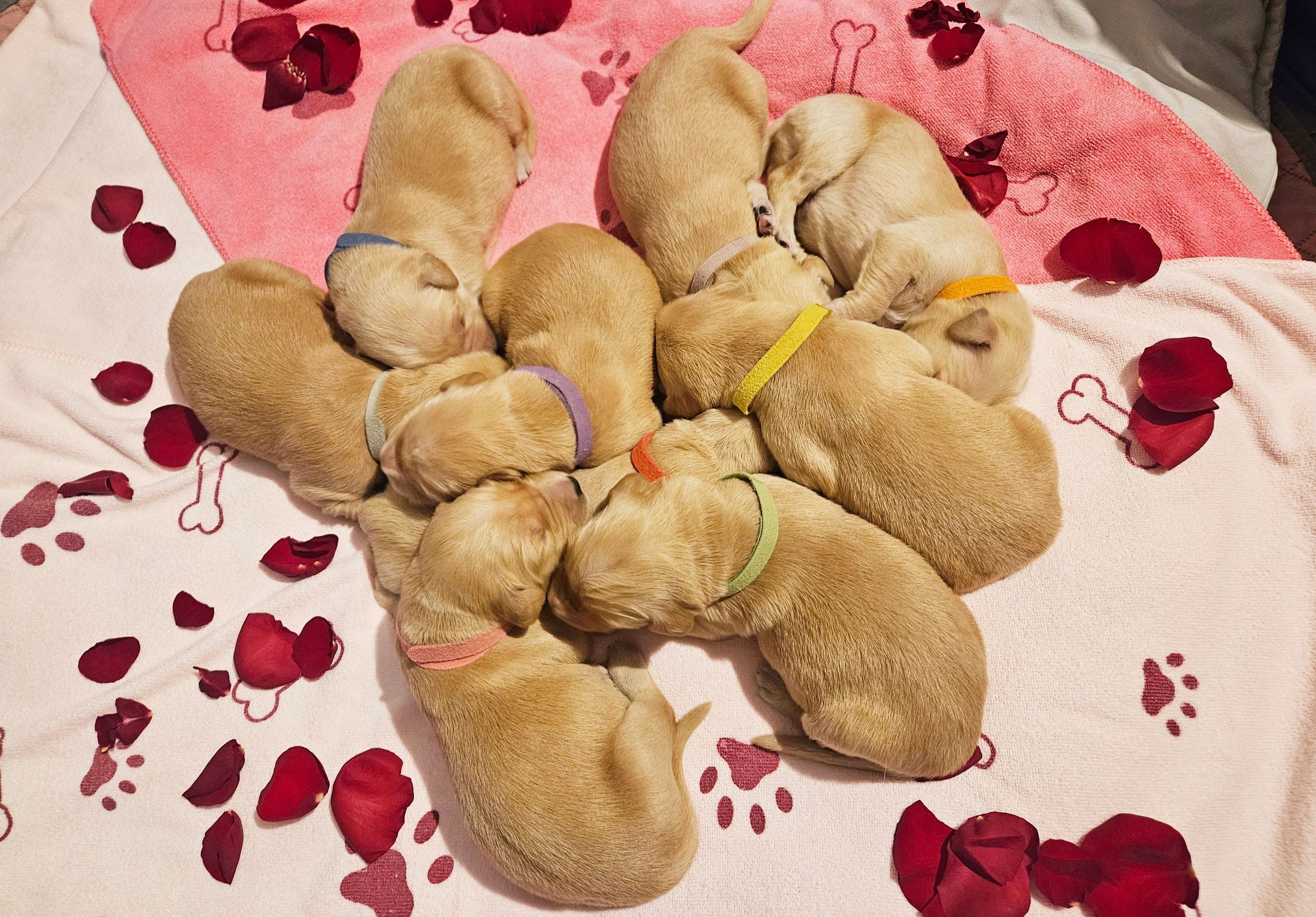 Happy Valentines Day 2023 - My GBGV Life