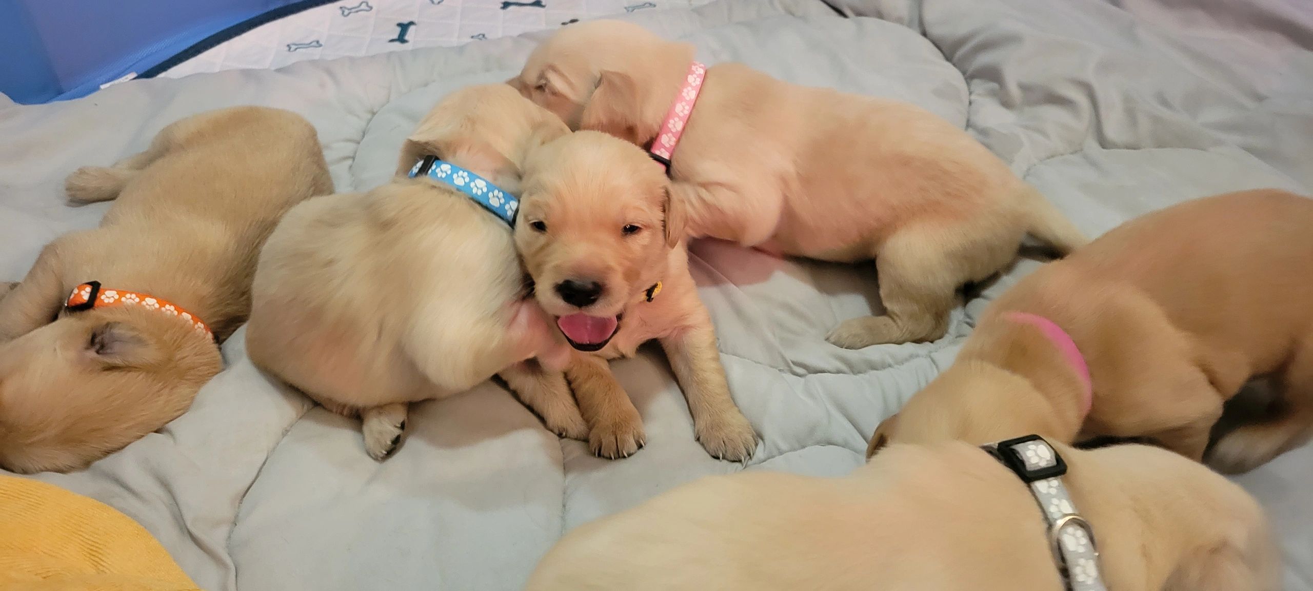 Happy Healthy Puppies!