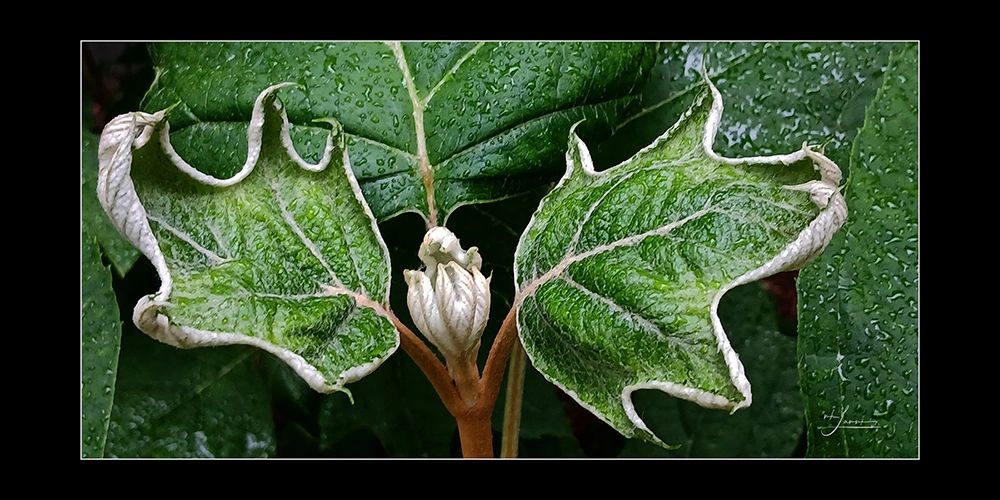 Close-up of curled, drying green leaves with water droplets.