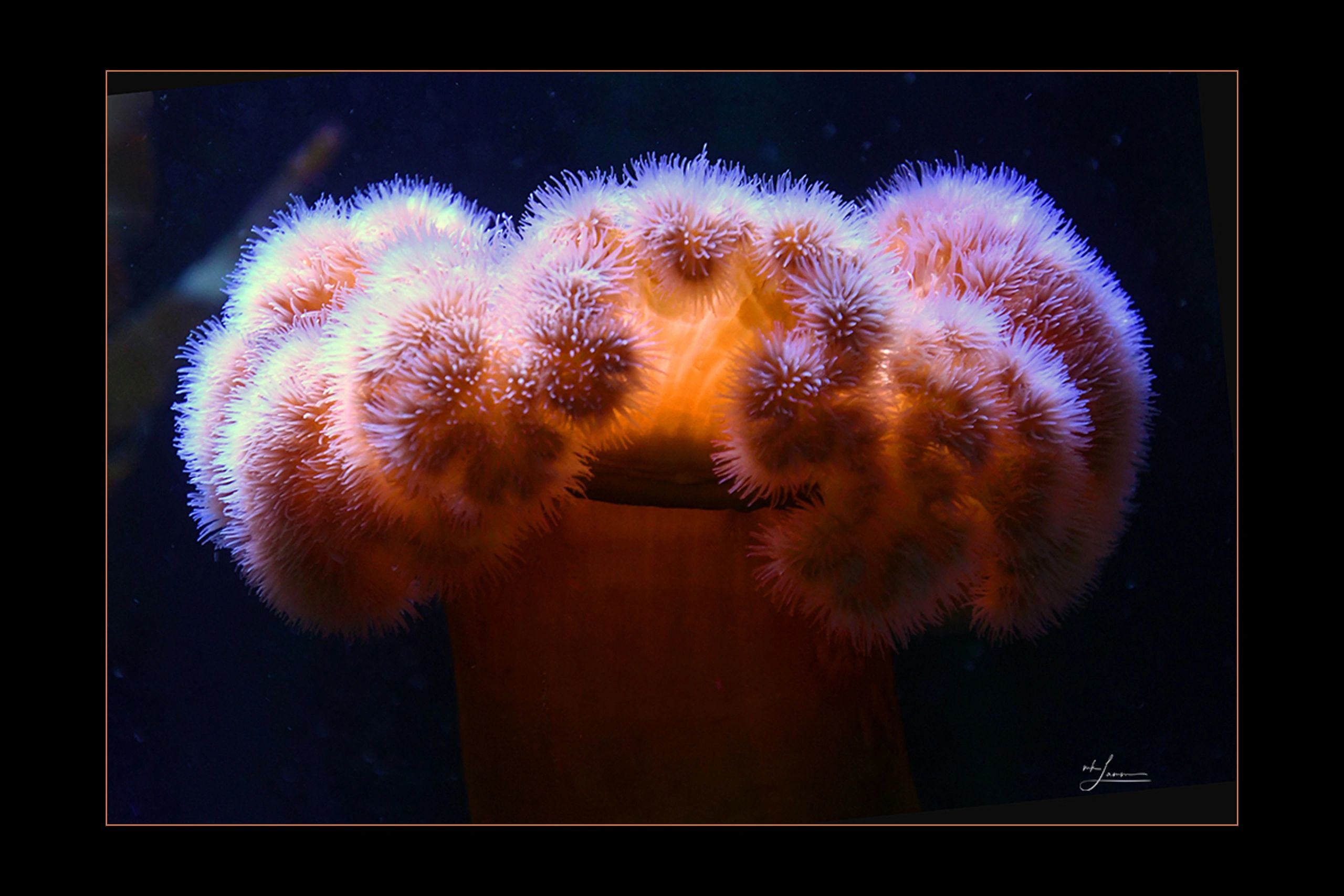 Close-up of a glowing sea anemone under dark water.