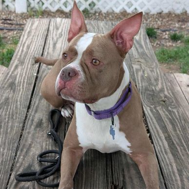 Haven of Love Dog Rescue: Transforming Lives with Compassion