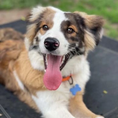 Haven of Love Dog Rescue: Transforming Lives with Compassion