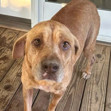 Haven of Love Dog Rescue: Transforming Lives with Compassion