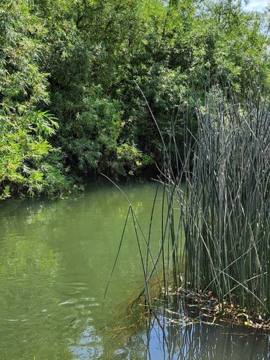 Great River Ouse 