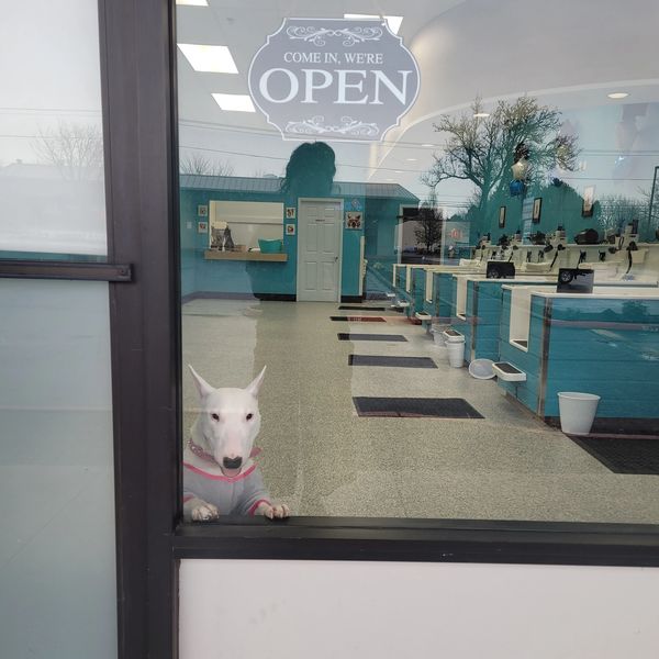 About RubADubDog RubADubDog