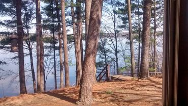 Pine trees over Devil's Lake
